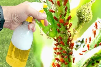 آموزش ساخت حشره کش ارگانیک فلفلی برای انواع گیاهان