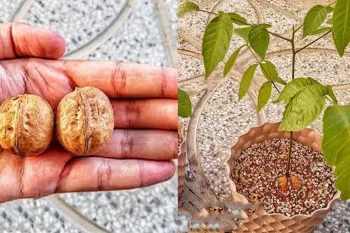 کاشت گردو / آموزش قدم به قدم کاشت درخت گردو در گلدان
