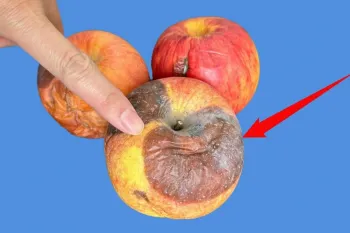 سیب های گندیده را دور نریزید! هرچه فاسرتر با ارزش تر !