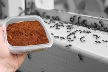 روش ارگانیک برای دفع مورچه ها در خانه، آپارتمان، حیاط یا باغ / فقط با کمی دارچین !