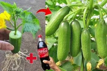یک روش عالی برای پرورش خیار با نوشابه