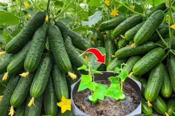 دیگه هرگز خیار نخرید / با ۱ عدد خیار باغ خیار بکاریم و پرورش دهیم
