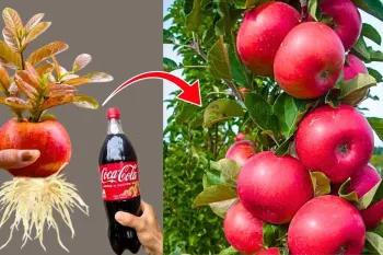 آموزش قدم به قدم ریشه دار کردن سیب / کاشت درخت سیب با یک عدد سیب
