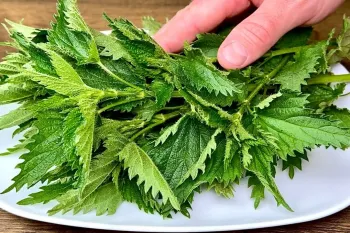 طرز تهیه شام سبک و رژیمی با گزنه