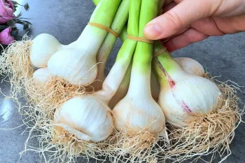 سیر تازه در خانه دارید ؟ روشی جدید برای نگهداری و حفظ طعم سیر تازه