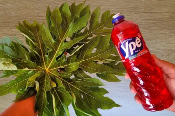 دیگه مایع ظرفشویی نخرید / روش طبیعی ساخت مایع ظرفشویی با قدرت پاک کنندگی بالا