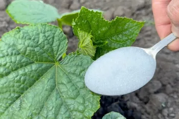 محرک رشد قدرتمند و ارزان برای خیار، گوجه فرنگی