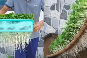 نحوه پرورش جوانه در خانه بدون نیاز به خاک / برداشت سریع