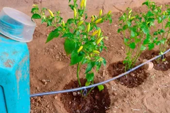 آبیاری گیاهان را متوقف کنید / روش ساخت آبیاری قطره ای خانگی و اتوماتیک