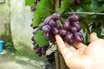 کاشت درخت انگور / آموزش قدم به قدم کاشت درخت انگور دانه درشت در گلدان