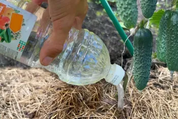 برداشت ۳ برابری خیار / ترفندی خاص برای پرورش و برداشت حداکثری از خیار