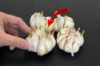 سیر جوانه زده را دور نریزید! کاشت سیرتازه با جوانه های سیر