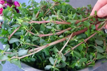 غذا بدون گوشت / دستور پخت خورش خرفه بدون نیاز به گوشت