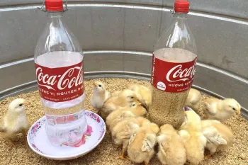 آموزش ساخت دانخوری جوجه با بطری پلاستیکی | آسان و بی هزینه
