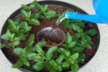 تکنیک ساده برای پرورش گیاهان سالم و پربار در گلدان با لیوان پلاستیکی