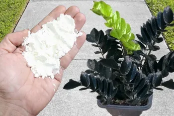 نحوه ساخت کود ارگانیک با نشاسته ذرت / برای هر گیاهی معجزه می کند