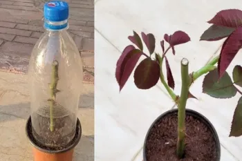 روش سریع و آسان برای پرورش گل رز از قلمه در گلدان