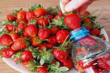 روش طبیعی برای نگهداری از توت فرنگی / تا ۱ سال توت فرنگی تازه دارید