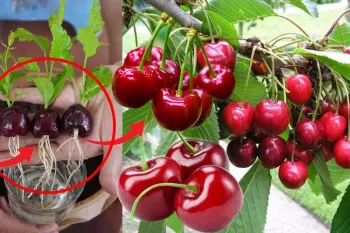 نحوه کاشت و رشد سریع گیلاس در خانه / در خانه گیلاس درشت و شیرین بکار