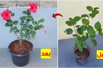 نحوه مراقبت از گیاهان پس از خرید نهال / انتقال گیاه به گلدان بزرگتر، آبیاری تا کوددهی