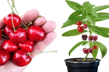 آموزش قدم به قدم کاشت گیلاس با هسته گیلاس