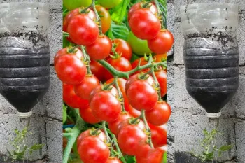 نحوه پرورش گوجه فرنگی وارونه به روشی سریع و آسان