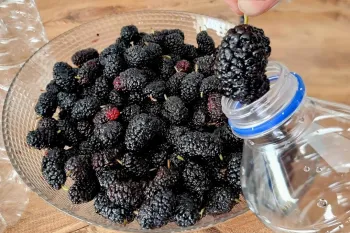 طرز تهیه شربت توت سیاه / روشی ساده و سریع برای تهیه شربت توت
