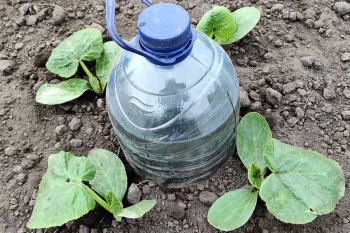 روشی ساده و سریع برای آبیاری قطره ای گیاهان با بطری پلاستیکی
