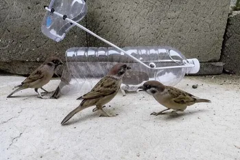 با این ۳ تله ساده پرنده ها رو مثل آب خوردن شکار کن