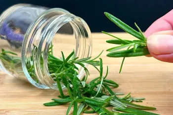 روش طبیعی و 100 درصد موثر برای ریزش مو و رشد مجدد مو با رزماری