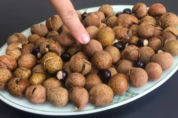 پوست لونگان را دور نریزید ...