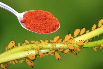 طرز تهیه حشره کش طبیعی بی خطر برای کودکان و حیوانات خانگی