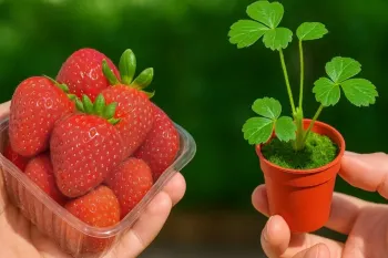 نحوه کاشت توت فرنگی / روشی ساده برای کاشت توت فرنگی در گلدان و مراقبت از آن