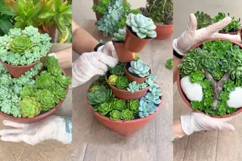 روشی بسیار زیبا برای چیدن انواع کاکتوس / دیگه کاکتوس رو ساده تو گلدون نزار