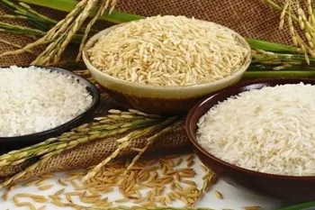تفاوت برنج طارم، هاشمی و صدری ! کدام برنج ایرانی بهتر است ؟