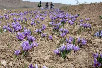 کود مناسب زعفران برای پیازهای سالم و مرغوب