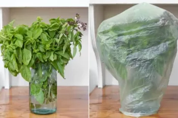 بهترین روش نگهداری ریحان در یخچال برای له و خراب نشدن