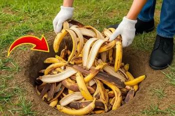 پوست موز را در یک سوراخ دفن کنید / اختراعی جدید و کارآمد
