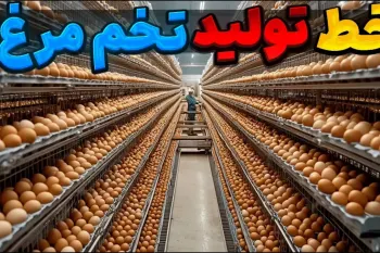 خط تولید تخم مرغ / قبل از مصرف تخم مرغ این ویدیو رو ببین!؟