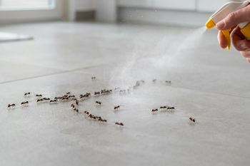روش های طبیعی برای از بین بردن مورچه در خانه بدون سم و مواد شیمیایی