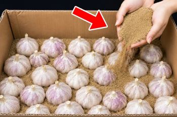 بهترین روش نگهداری سیر بدون پوک و له شدن