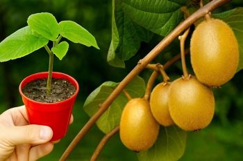 آموزش کامل کاشت درخت کیوی در گلدان با ۱ عدد کیوی