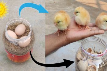 نحوه ساخت دستگاه جوجه کشی خانگی با جعبه پلاستیکی