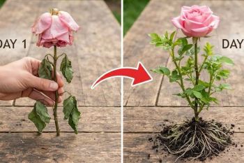 نحوه قلمه زدن و احیای شاخه گل رز پژمرده در ۷ روز