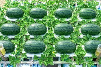 راهنمای کامل کاشت هندوانه شیرین و بزرگ در بالکن و پشت بام