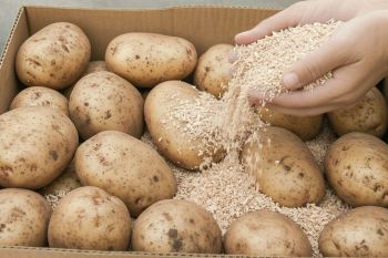 بهترین روش نگهداری از سیب زمینی برای جلوگیری از سبز شدن و جوانه زدن