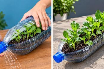 ترفندهای هوشمندانه باغبانی در خانه و تراس برای پرورش آسان سبزیجات