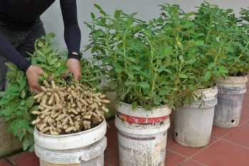 آموزش کاشت بادام زمینی در خانه بدون باغچه