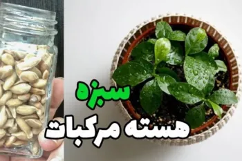 آموزش سبزه عید نوروز با هسته مرکبات ، کاشت سبزه نارنج و پرتقال