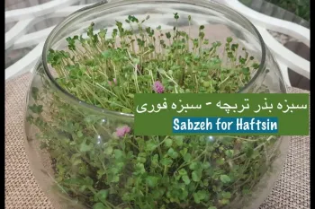 آموزش کاشت سبزه تربچه برای عید